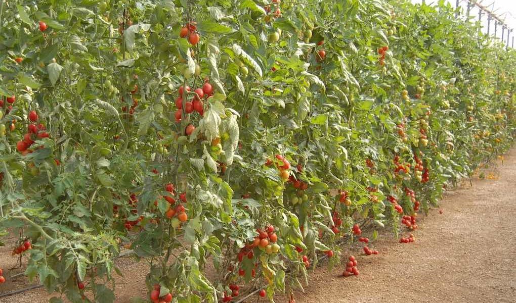 tomate como están los cultivos