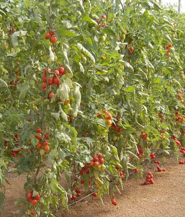 tomate como están los cultivos