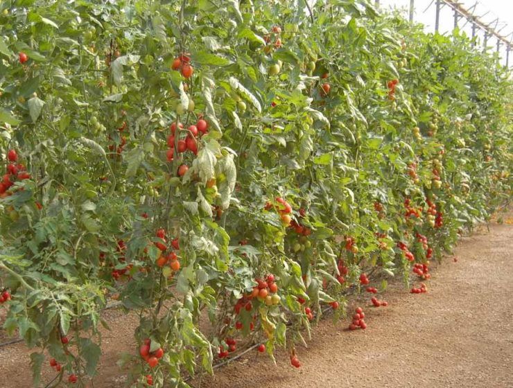 tomate como están los cultivos