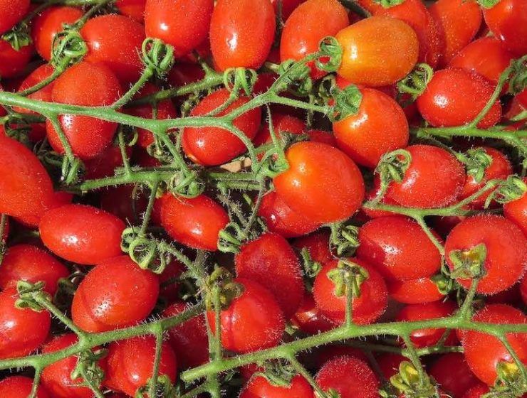 Tomate rama