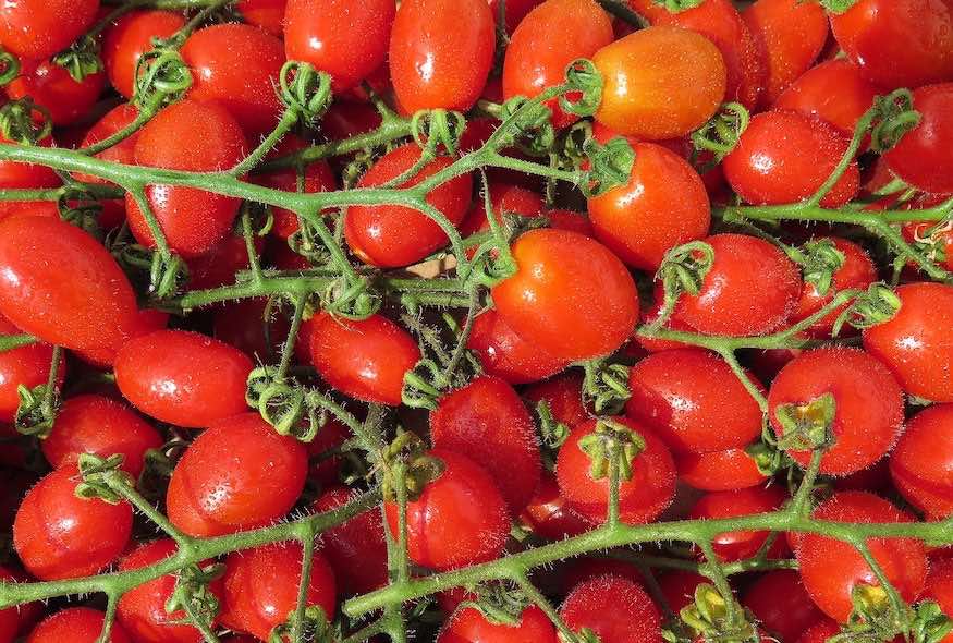 Tomate rama