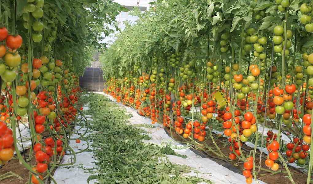 biomasa del tomate