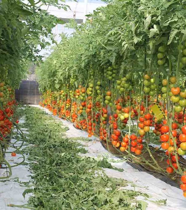 biomasa del tomate