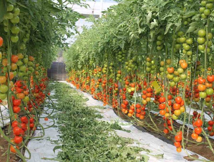 biomasa del tomate