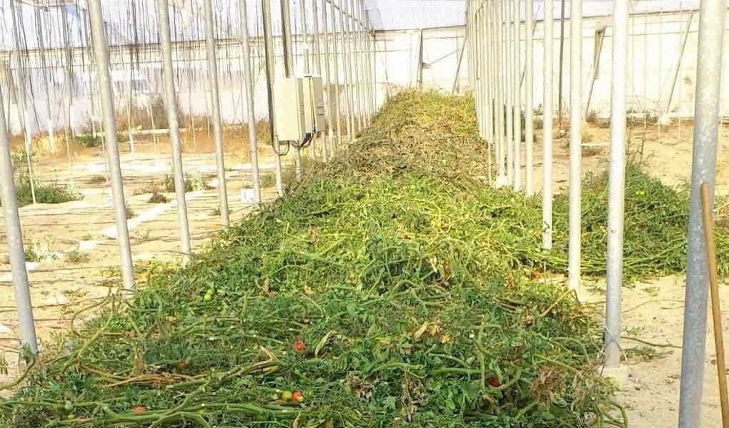 abonado en verde en invernadero