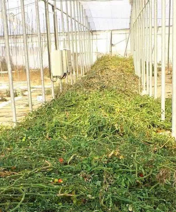abonado en verde en invernadero