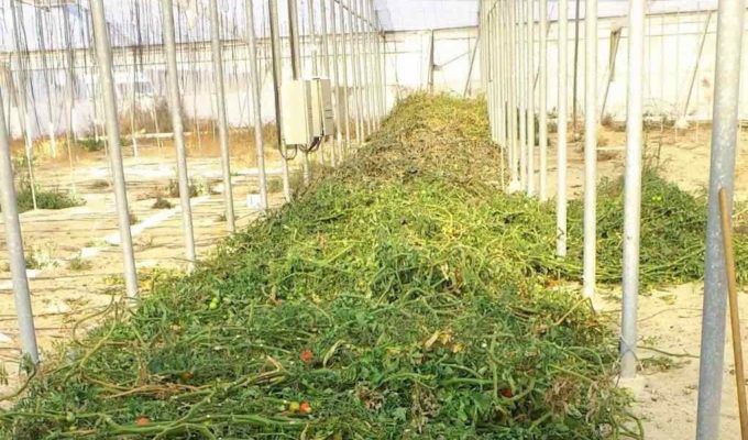 abonado en verde en invernadero