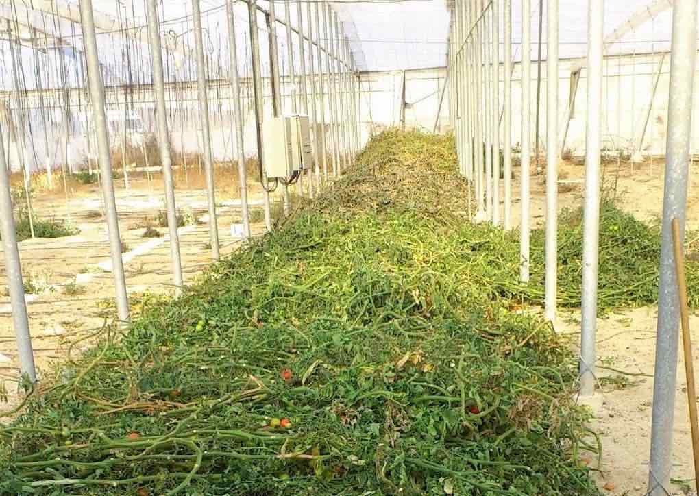 abonado en verde en invernadero
