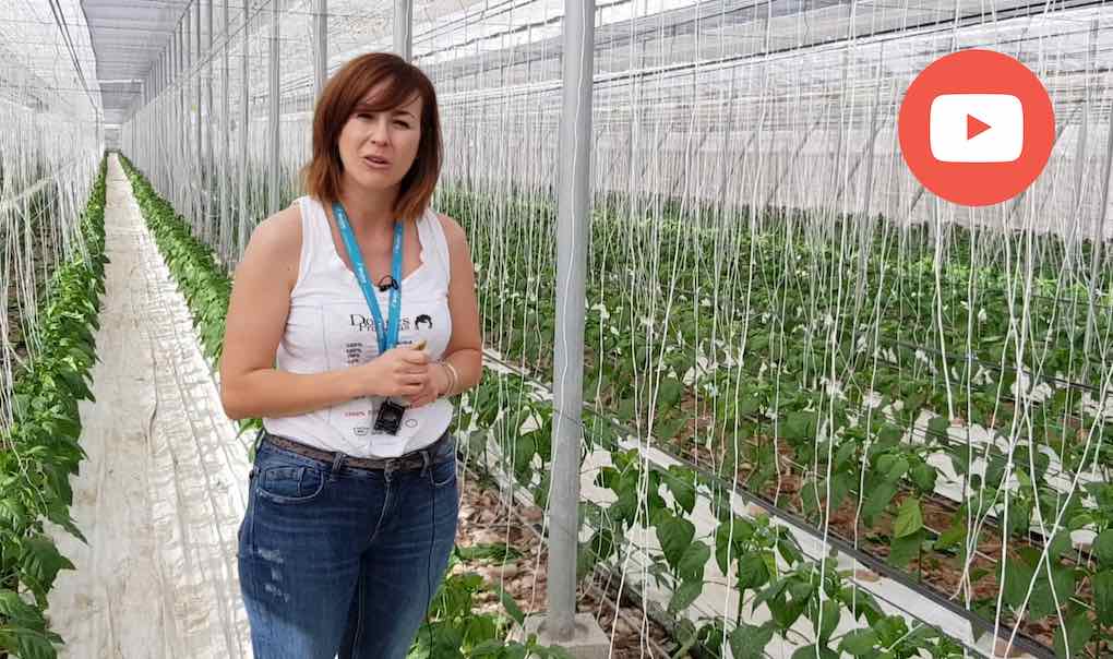 rocio lopez, Bioline Iberia