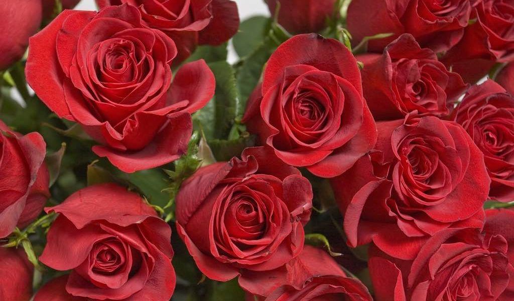 rosas, triunfan en la exportación española