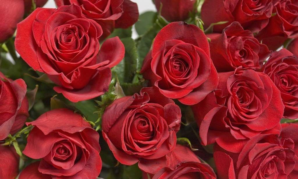 rosas, triunfan en la exportación española
