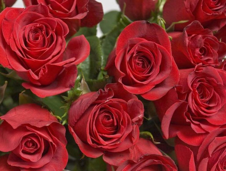 rosas, triunfan en la exportación española