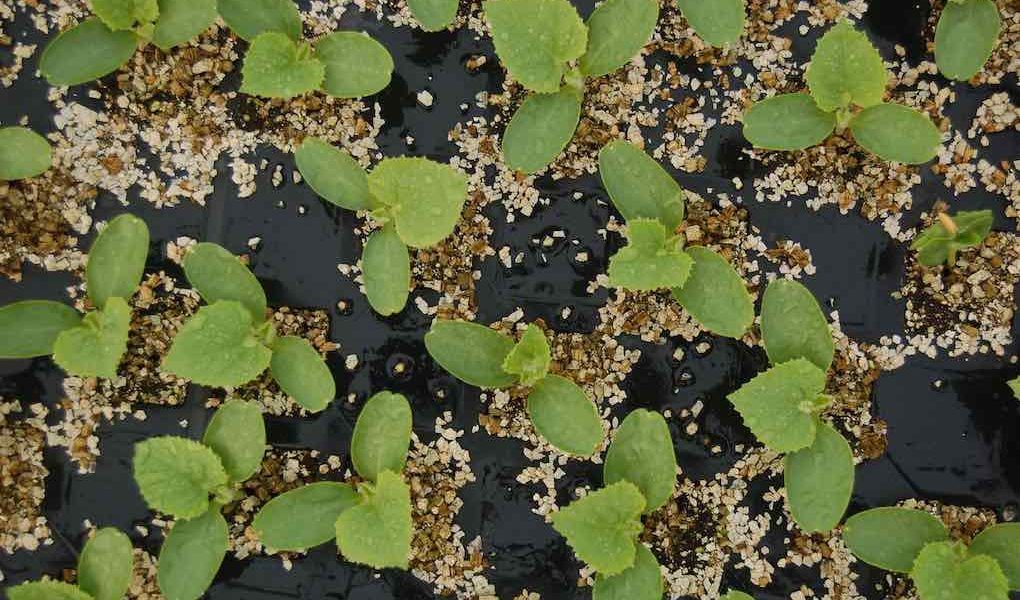 semillas bioestimulantes