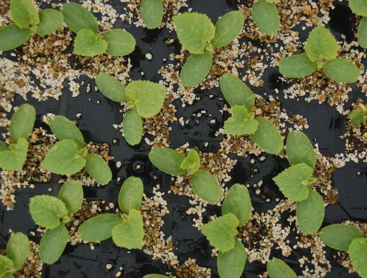 semillas bioestimulantes
