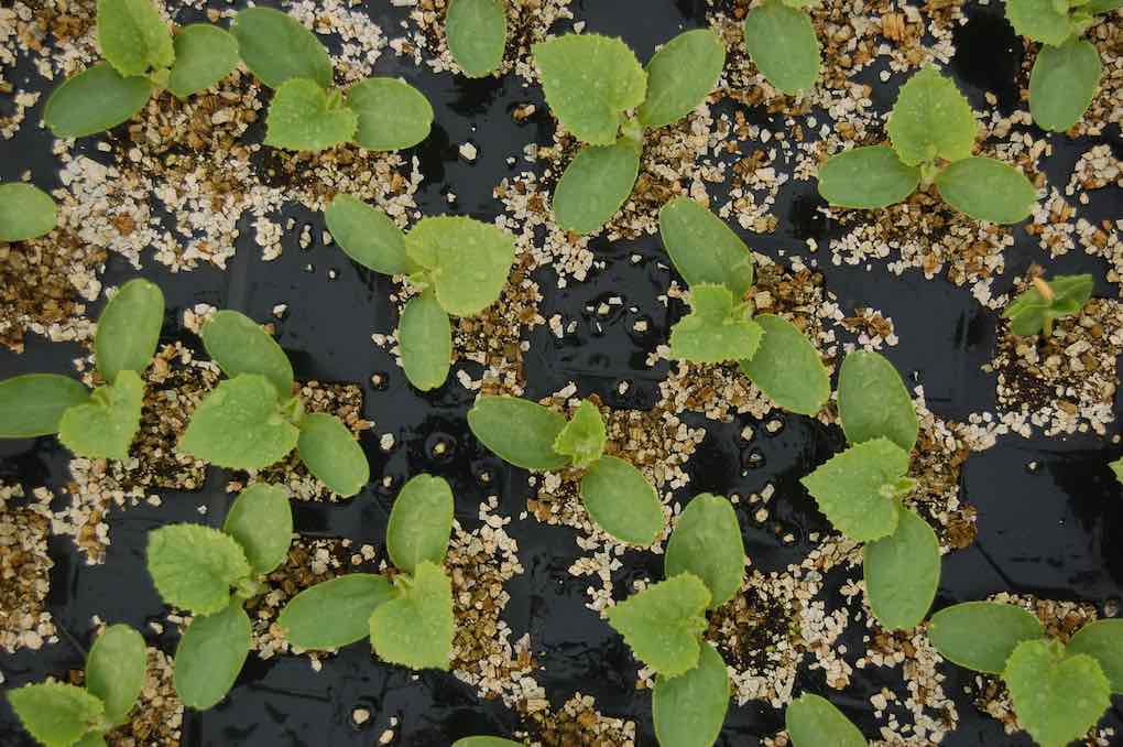 semillas bioestimulantes