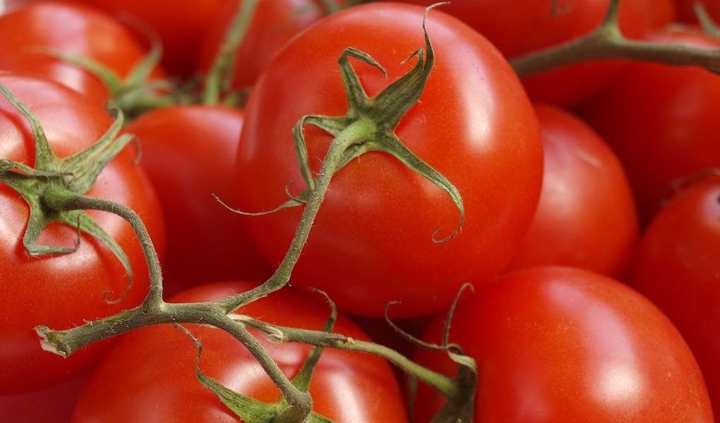Tomate en rama