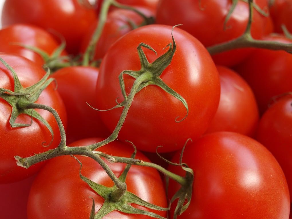 Tomate en rama