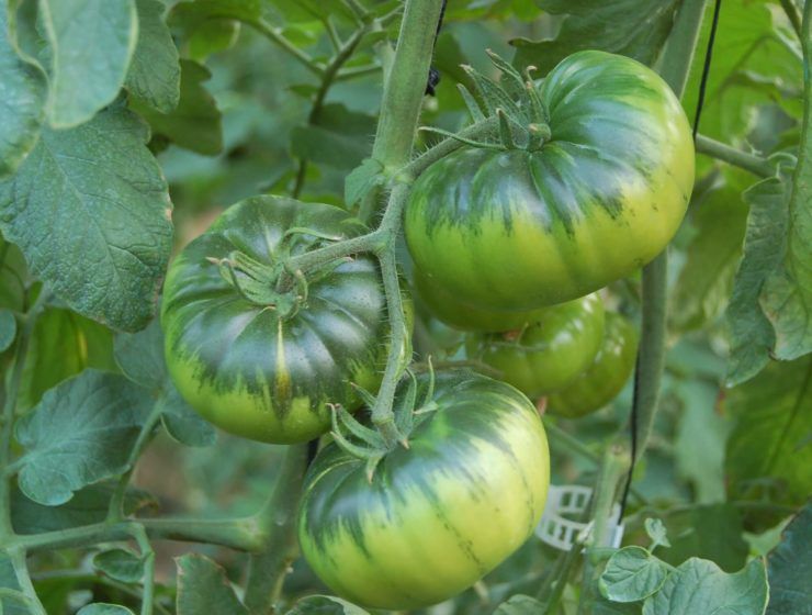 Tomate RAF de Almería