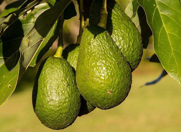 aguacates