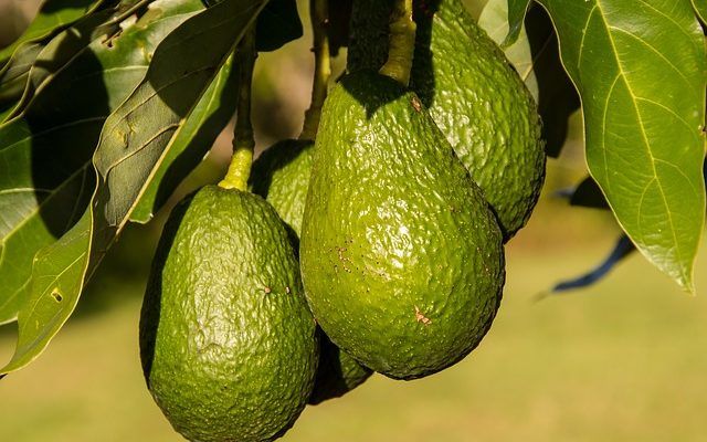 aguacates