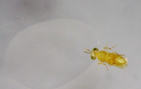 Avispilla alimentándose de melaza. ©IVIA