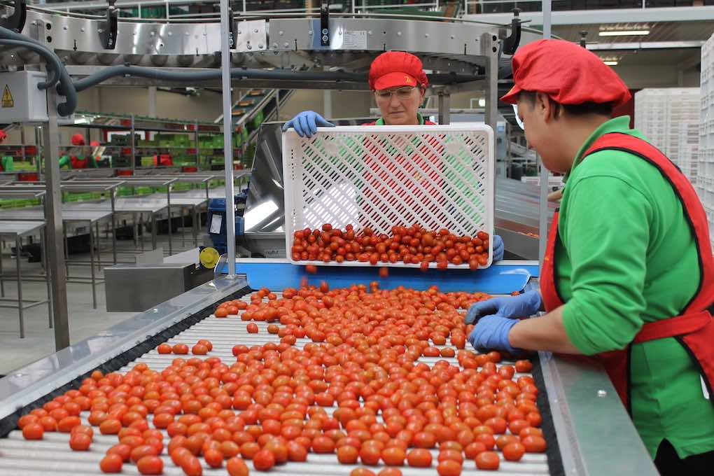 Biosabor producción ecológica