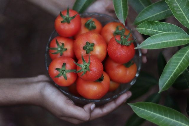 Seguros virus tomates y pimientos