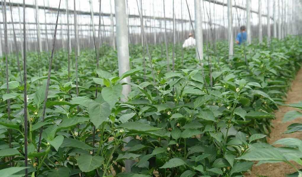 curso ifapa agricultura intensiva