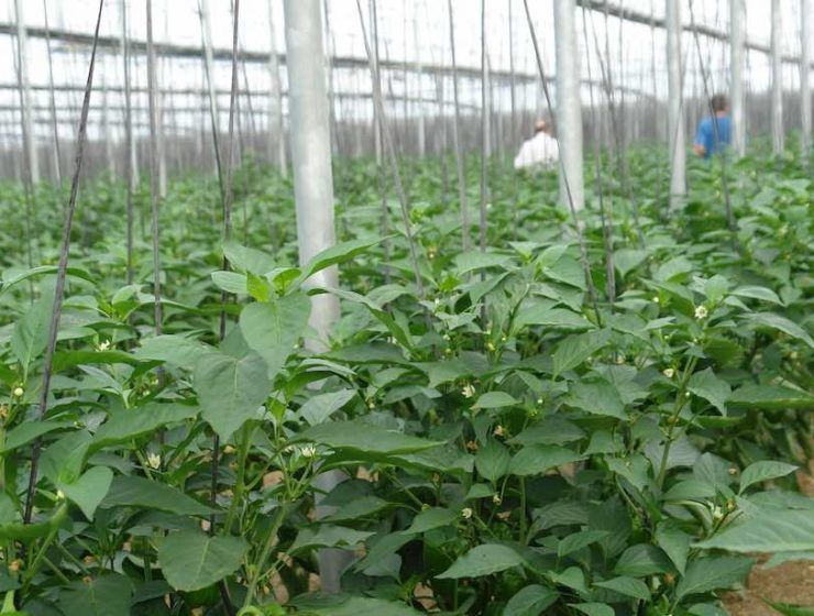 curso ifapa agricultura intensiva