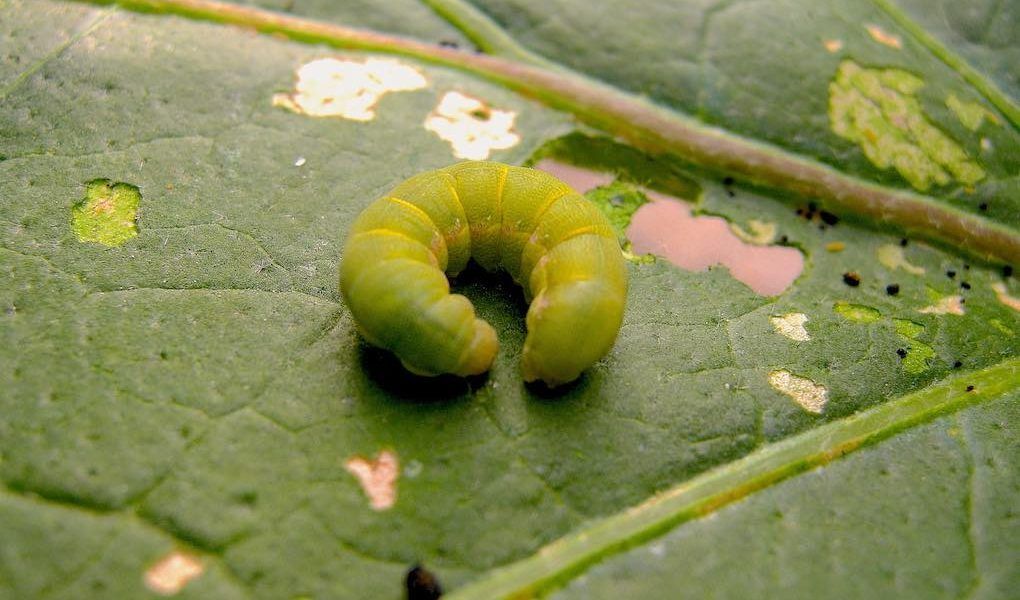 Plaga Spodoptera exigua