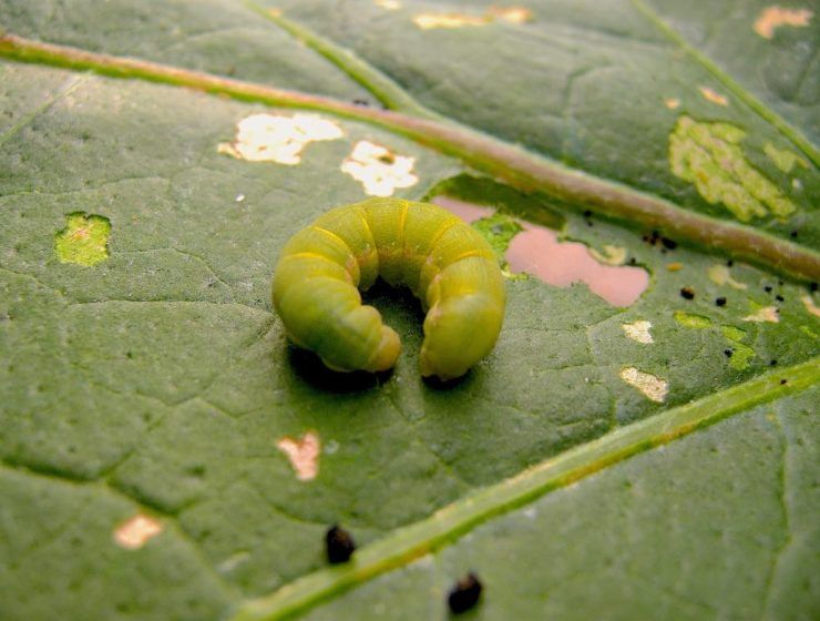Plaga Spodoptera exigua