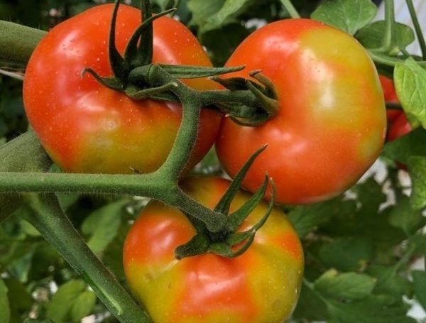virus rugoso tomate ToBRFV