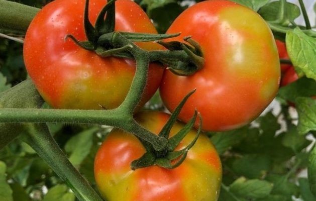 virus rugoso tomate ToBRFV