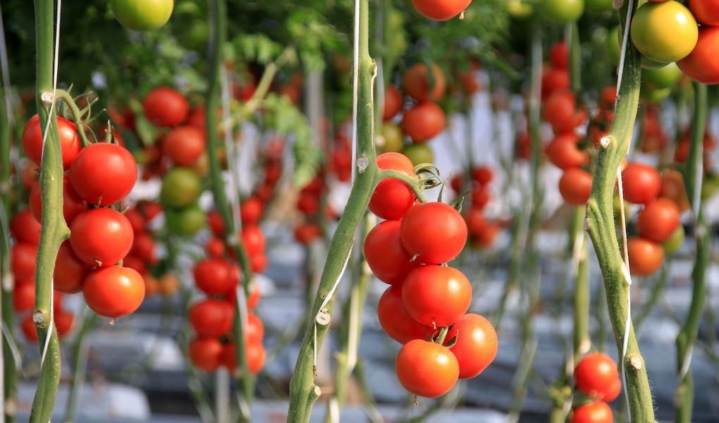 Tomates en un invernadero de Almería.