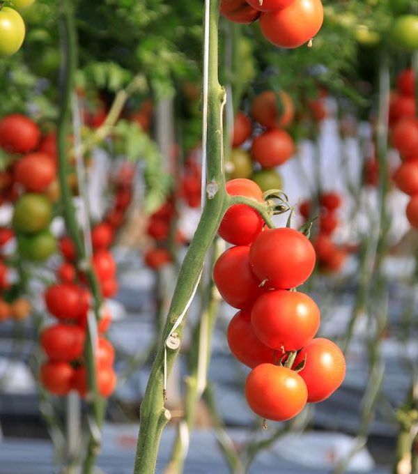Tomates en un invernadero de Almería.