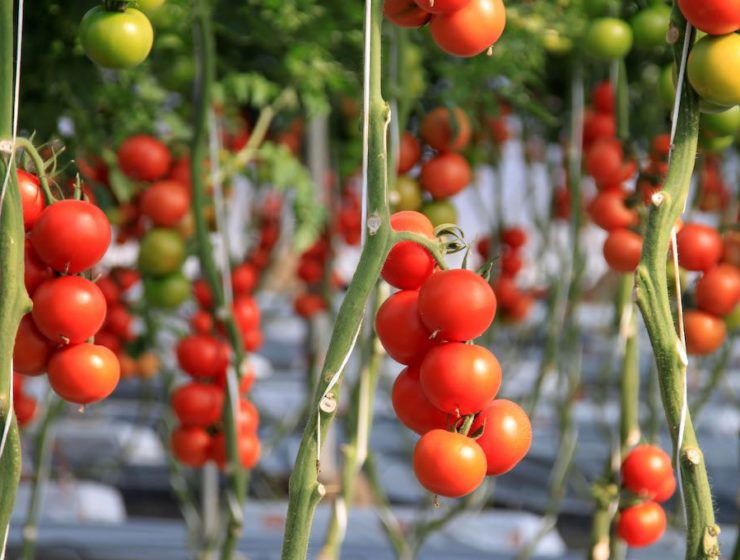Tomates en un invernadero de Almería.
