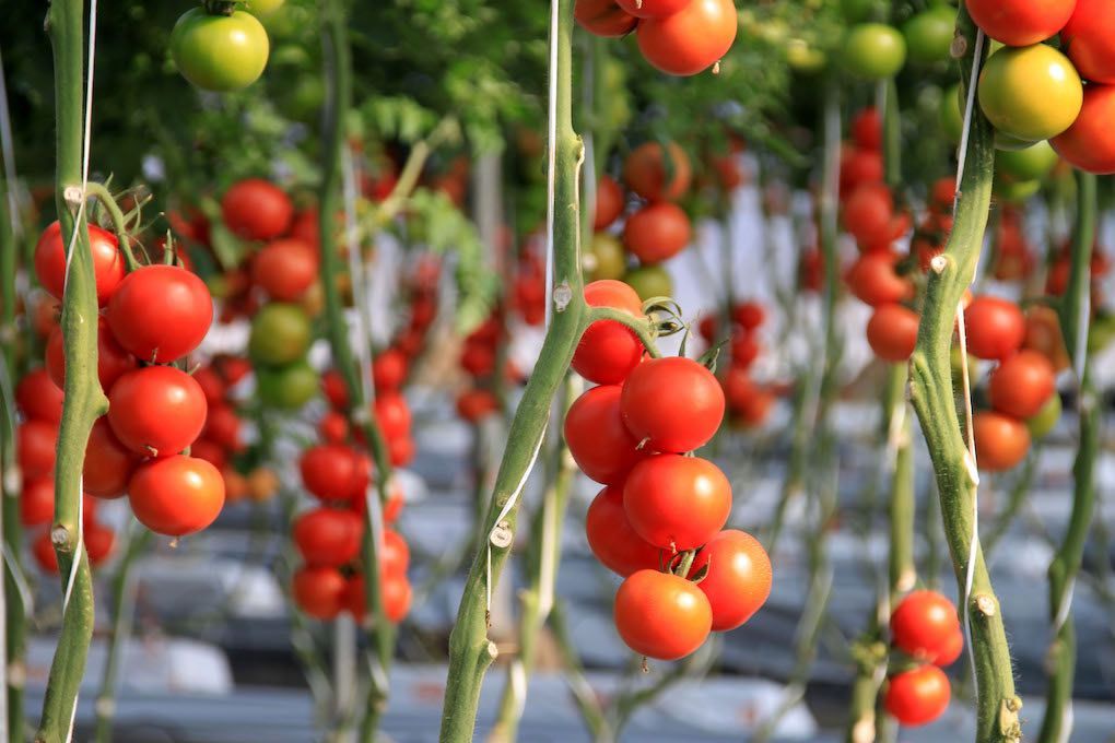 Tomates en un invernadero de Almería.