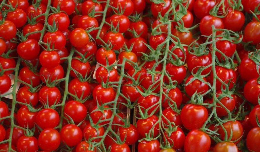 Tomates
