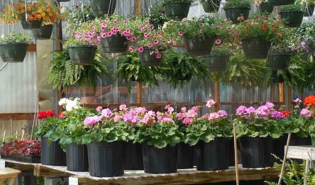flores y plantas
