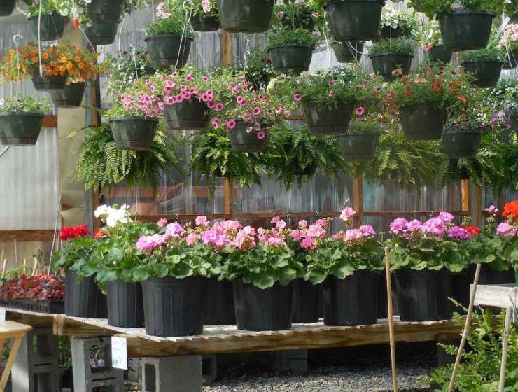 flores y plantas