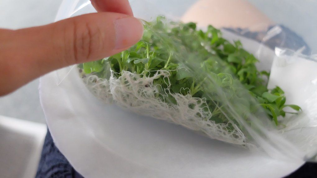 mebiol cultivo