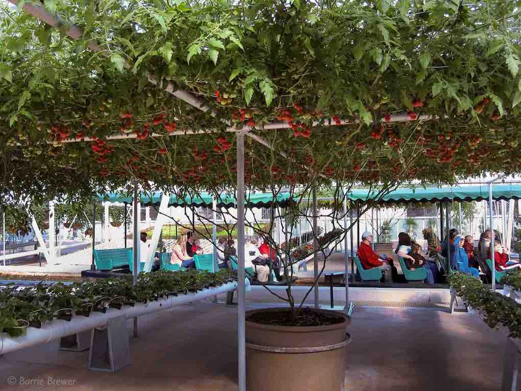 Tomates en disney