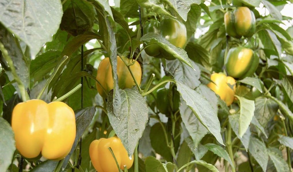 cultivos hortofrutícolas