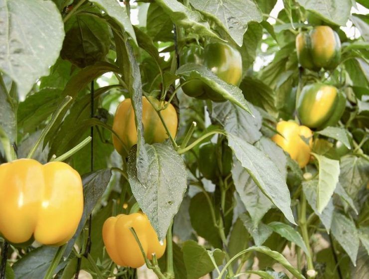 cultivos hortofrutícolas