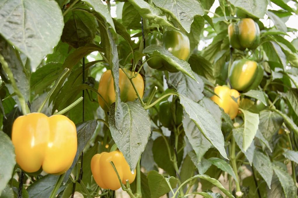 cultivos hortofrutícolas
