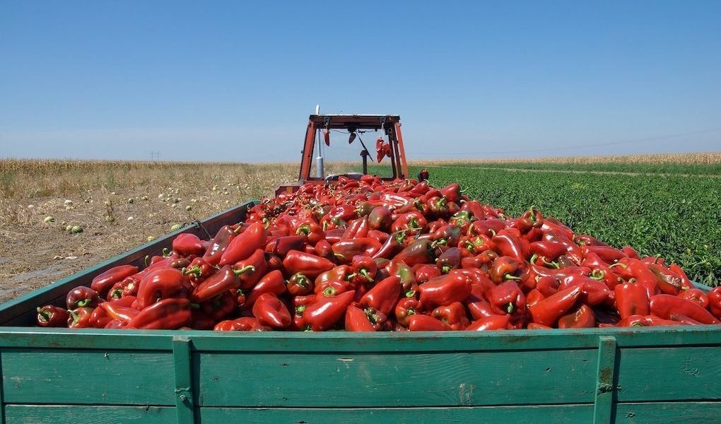 Transporte de alimentación Tractor pimientos DAT