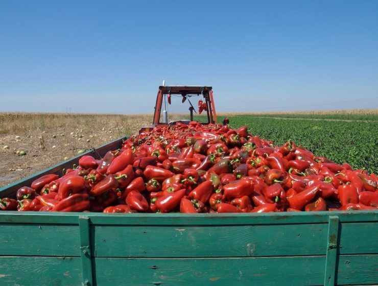 Transporte de alimentación Tractor pimientos DAT