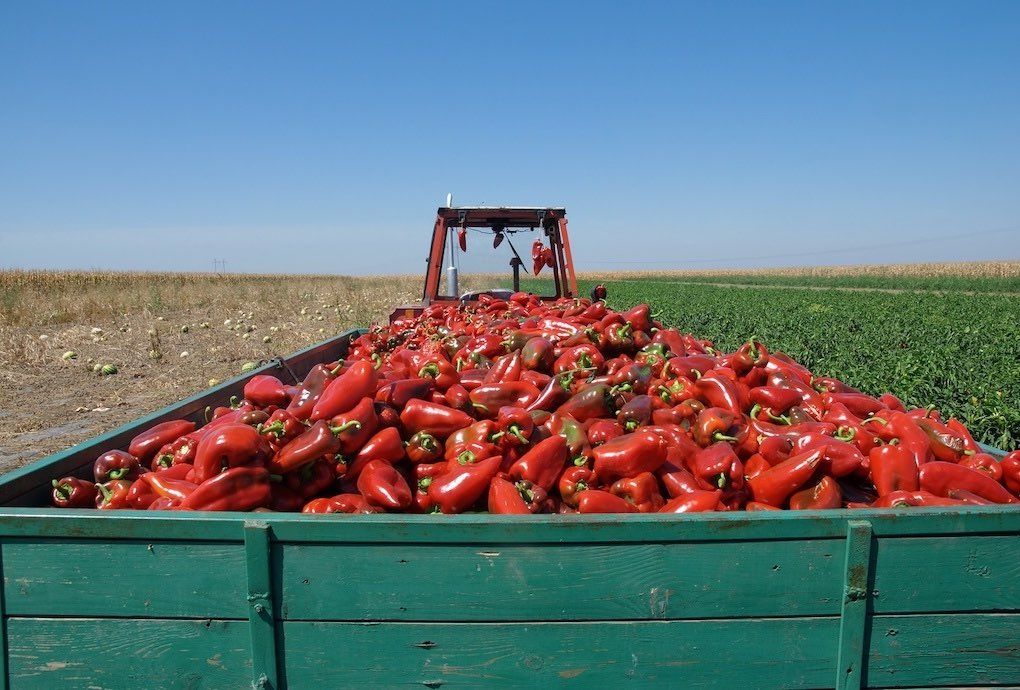 Transporte de alimentación Tractor pimientos DAT