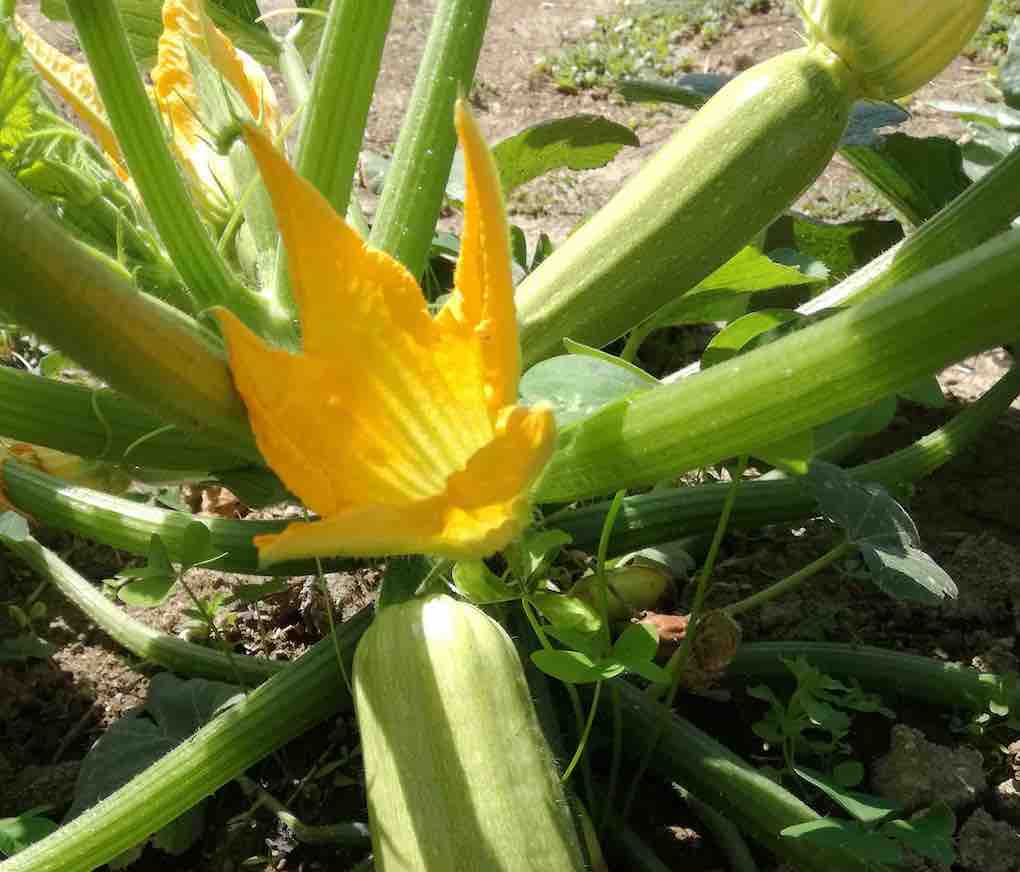 Cultivo de calabacín.
