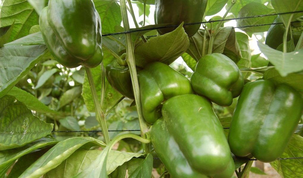 pimiento